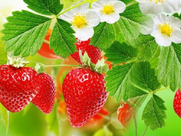 Erdbeere trifft Wald-Erdbeere